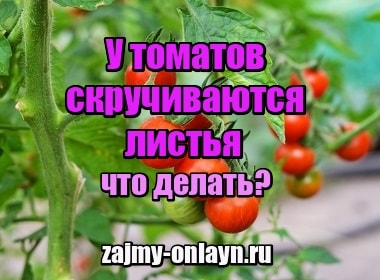 У томатов в теплице скручиваются листья – что делать