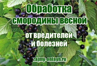 Обработка смородины весной от вредителей и болезней