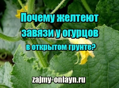 Почему желтеют завязи у огурцов в открытом грунте, что делать