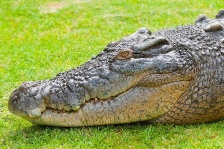 Чем отличается крокодил от аллигатора фото